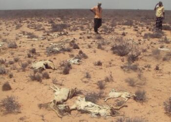 Horn of Africa: Round 60 million in pressing humanitarian want