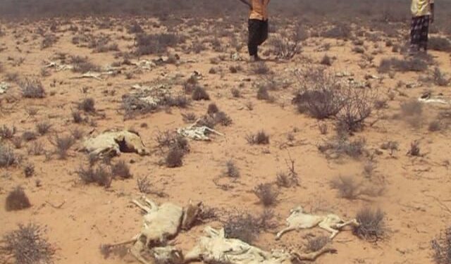 Horn of Africa: Round 60 million in pressing humanitarian want
