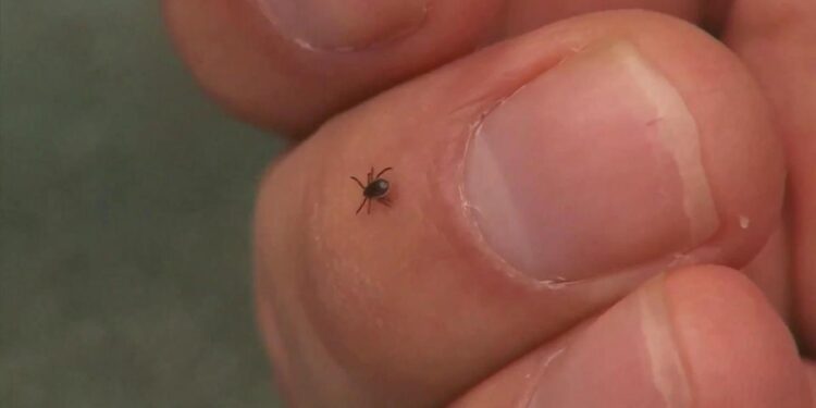 Probably life-threatening tickborne illness exhibiting up in Minnesota