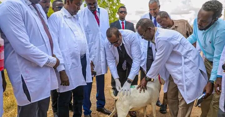 Puntland oo laga daah-furay olole wajiga kowaad lagu daawaynayo 750,000 oo neef – Puntland Publish