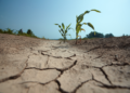 October to December 2024 Seasonal Forecast in jap Horn of Africa – Somali Nationwide Information Company
