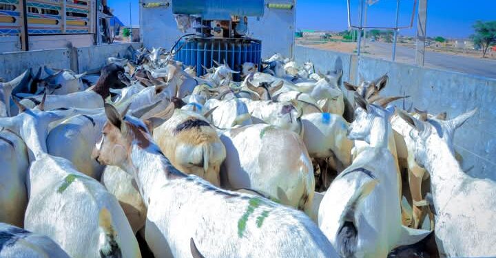 Mas’uuliyiinta Gobolka Karkaar oo xoolo ku wareejiyay Ciidamada difaaca Puntland ee ku sugan Carmo – Puntland Submit