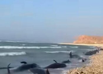Puntland oo baaritaan deg deg ah ku samaynaysa Kalluun badan oo dibadda uga soo baxay xeebta Boosaaso – Puntland Submit